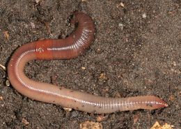 download earthworms for sale