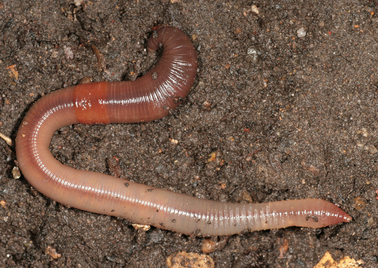 earthworm-encyclopedia-of-life