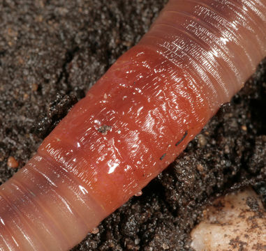 Image of Earthworm