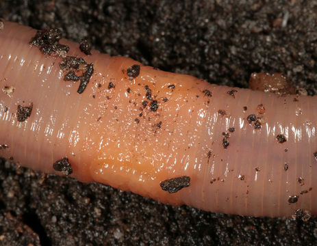 Image of Earthworm