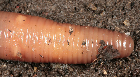 Image of Earthworm