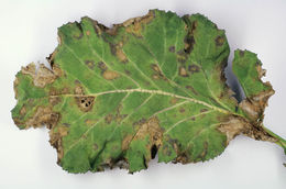 Image of Pyrenopeziza brassicae B. Sutton & Rawl. 1979