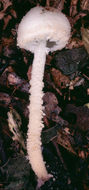 Image of Melanophyllum eyrei (Massee) Singer 1951