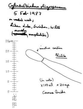 Image of <i>Cylindrotrichum oligospermum</i> (Corda) Bonord. 1851