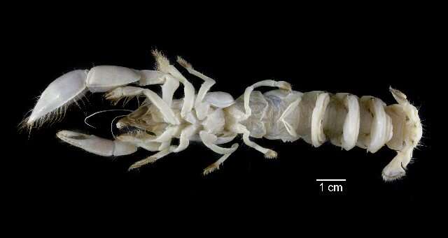 Image of Callichiridae R. B. Manning & Felder 1991