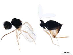 Image of Grotiusomyia