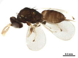 Image of Pentastichus