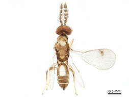 Image of Diglyphomorpha