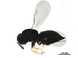 Image of Galeopsomyia