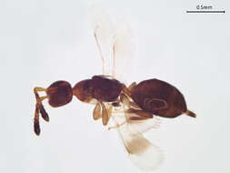 Image of Neocalosoter