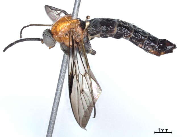 Image of Olbiogaster