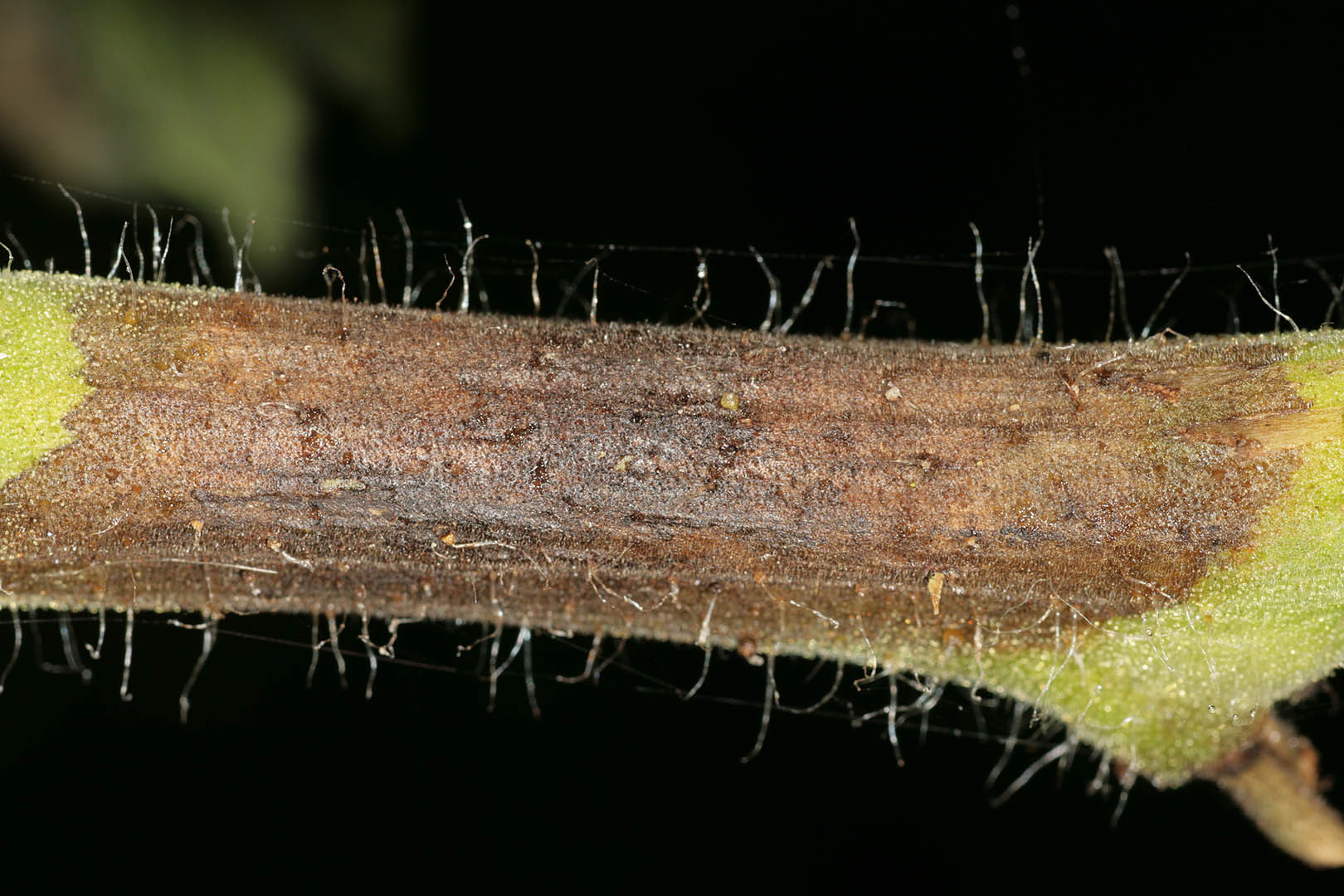 Image of Phytophthora infestans