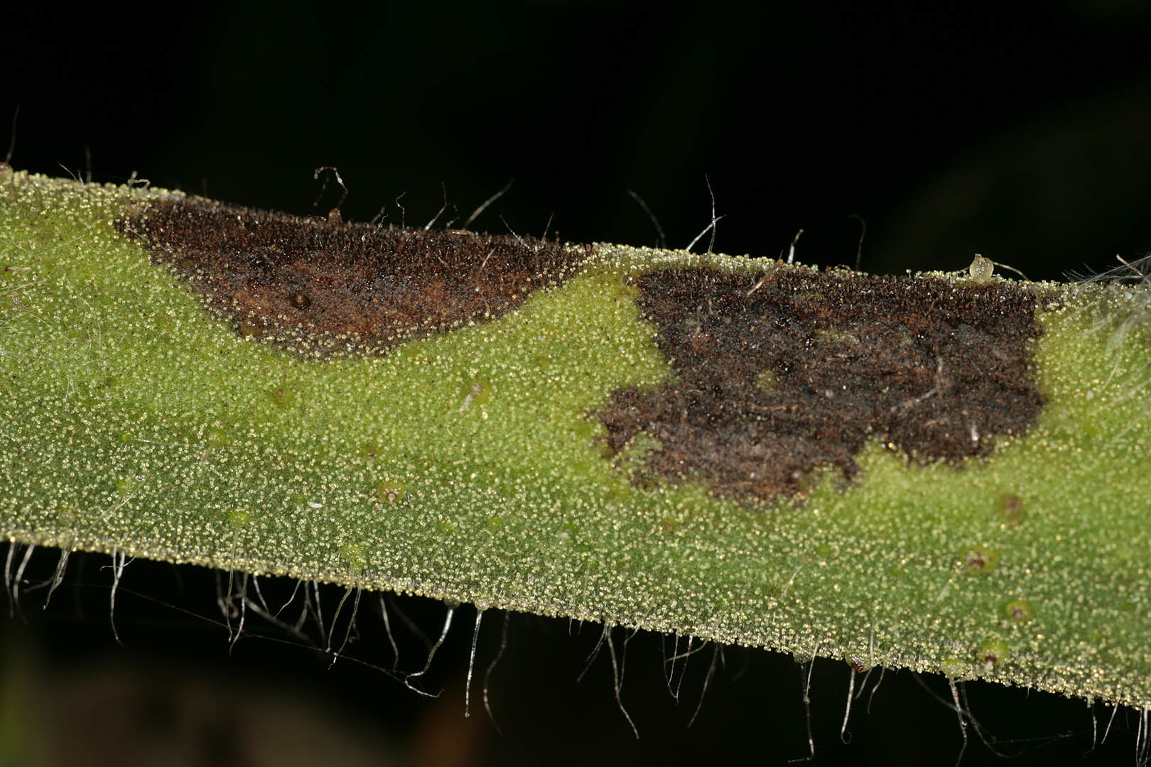 Image of Phytophthora infestans