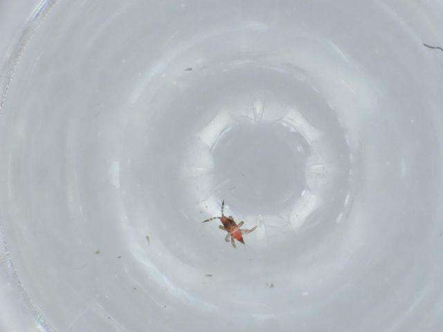 Image of Liothrips