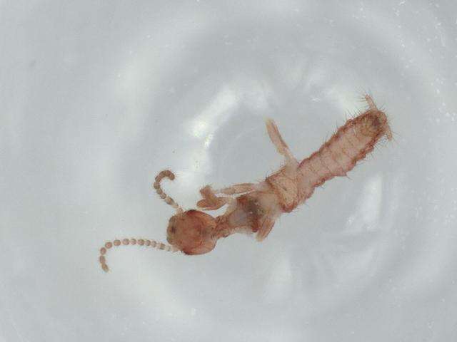 Image of Ptilocerembiidae