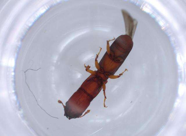 Image of Monotominae