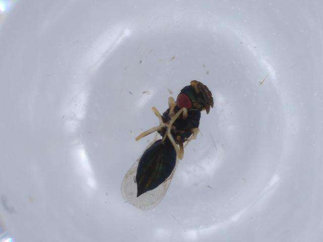 Image of Galeopsomyia