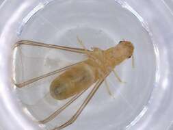 Image of drywood termite