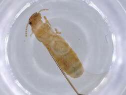 Image of drywood termite
