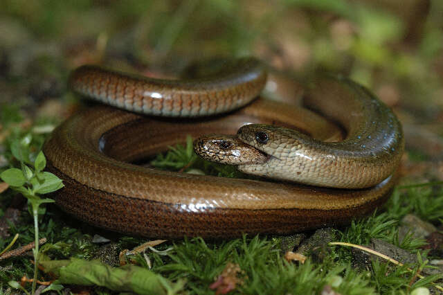 Image of Colubrine or yellow-lipped sea krait