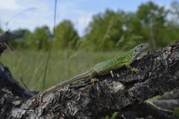 Image of green lizard