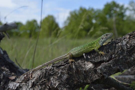 Image of green lizard