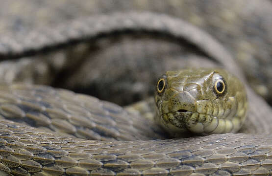 Image of Dice Snake