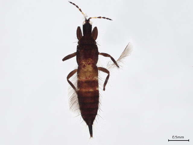 Image of Liothrips