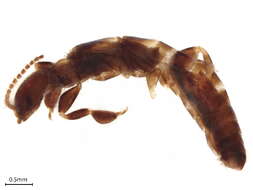 Image of Ptilocerembiidae