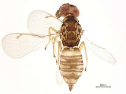 Image of Cirrospilus