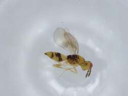 Image of Cirrospilus