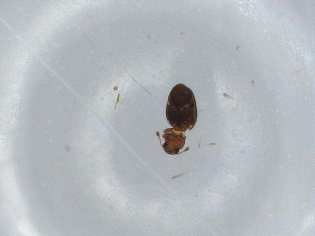 Image of Merophysiinae