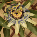 Image of bluecrown passionflower