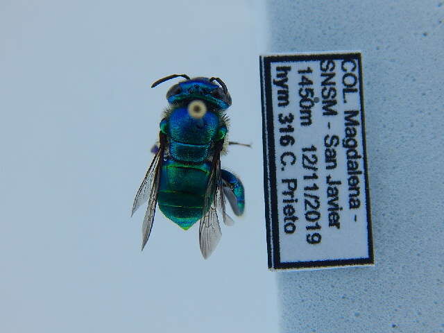 Image of orchid bee