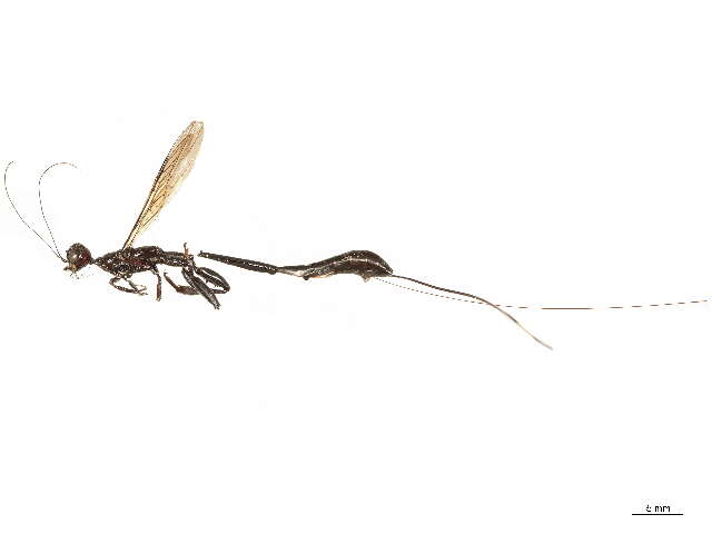 Image of stephanid wasps