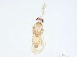 صورة Chrysonotomyia