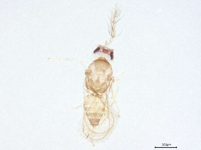 صورة Chrysonotomyia