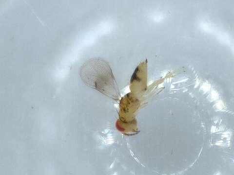 صورة Chrysonotomyia