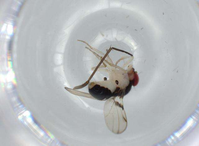 Image of Mycodrosophila