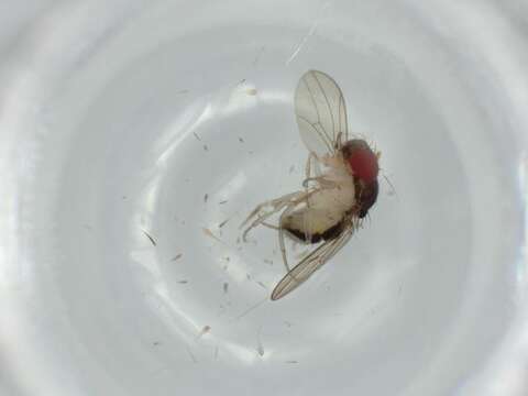 Слика од Paraliodrosophila