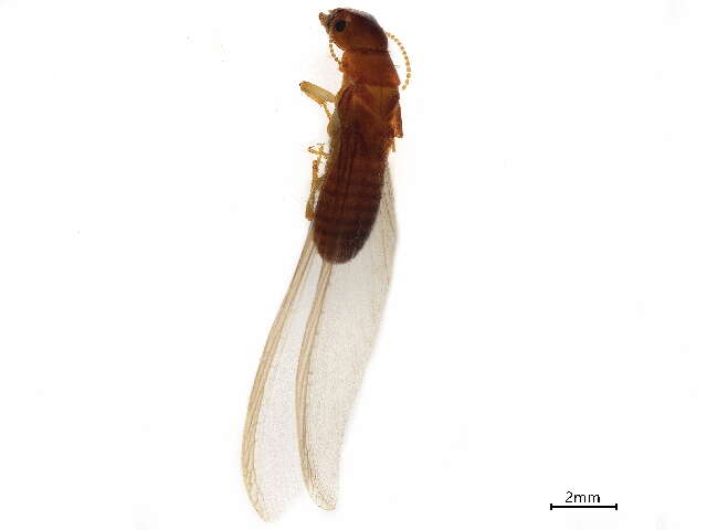 Image of Damp-wood Termites