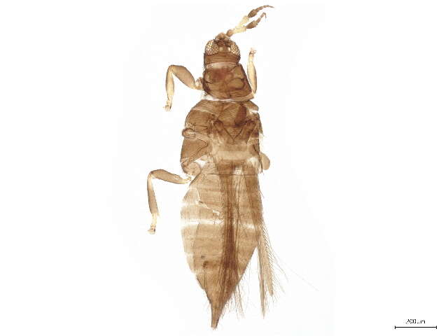 Image of tree thrips
