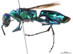 Image of cockroach wasps