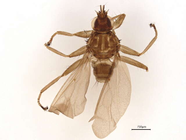 Image of Hippoboscinae