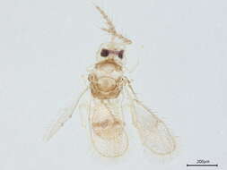 صورة Chrysonotomyia