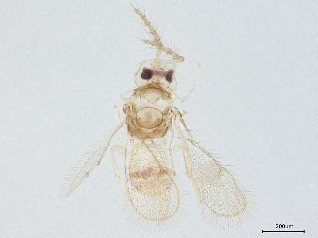 صورة Chrysonotomyia