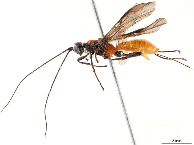 Image of Liobracon