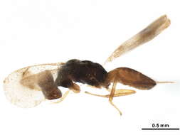 Image of Ogmoelachertus