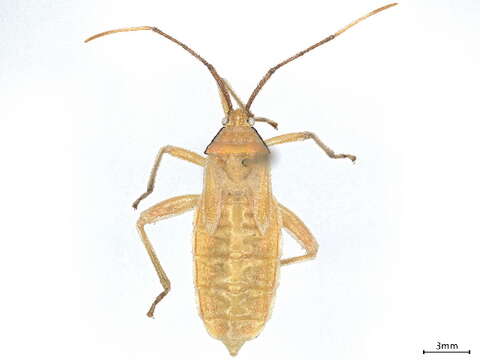 Image of leaf-footed bugs