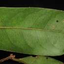Sivun Ctenolophonaceae kuva